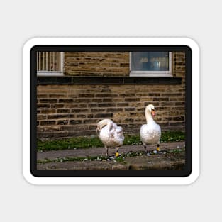 Swans near the Thanet canal Magnet