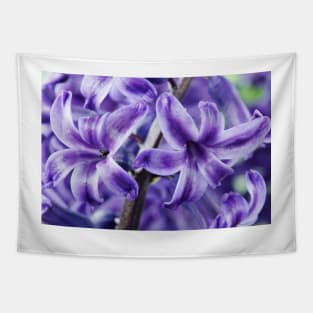 Hyacinthus orientalis  &#39;Marie&#39;  Hyacinth Tapestry