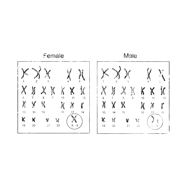 Female and male Chromosome idiogram by erzebeth