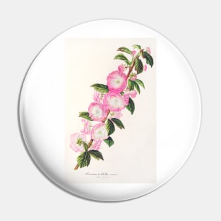 Flowering almond - Botanical Illustration Pin