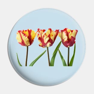 Tulipa  &#39;Flaming Parrot&#39;    Parrot Group  Tulip Pin