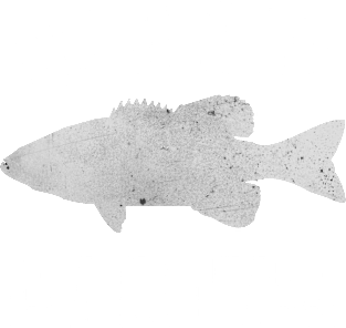 Happiness is a Big Bass Funny Fish Fishing Magnet