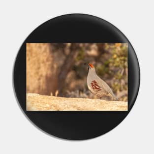 Gamble Quail Pin