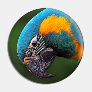 Macaw Portrait Pin