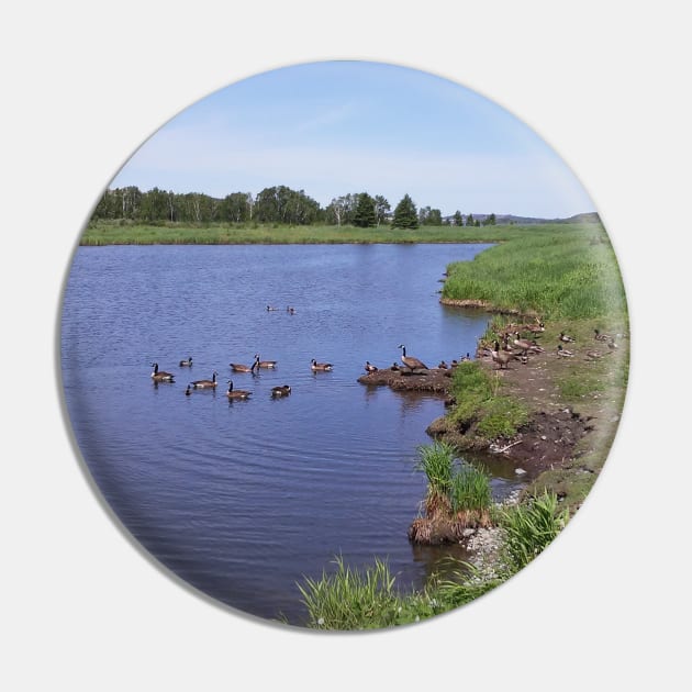 Ducks & Loons in Nature Pin by IanWylie87