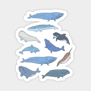 Whales Magnet