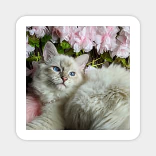 Saoirse ragdoll Magnet