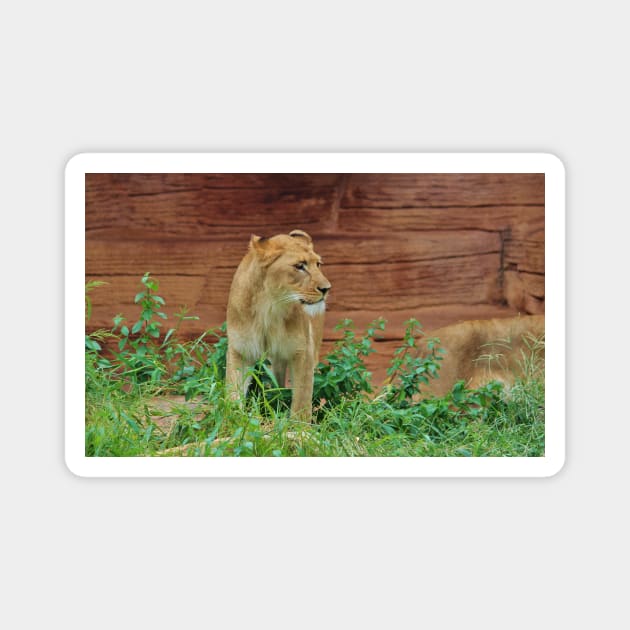 African Lioness Magnet by Cynthia48