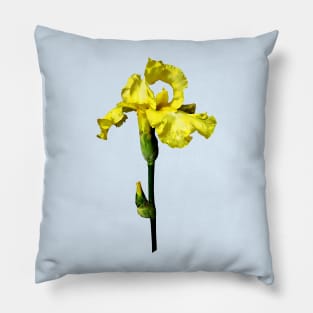 Yellow Iris and Bud Pillow