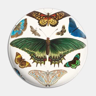 Exotic butterflies Pin