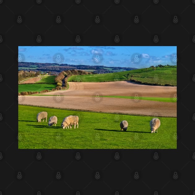 England's Berkshire Downs In Springtime by IanWL