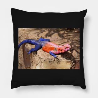 East African Rainbow Agama, Male Pillow