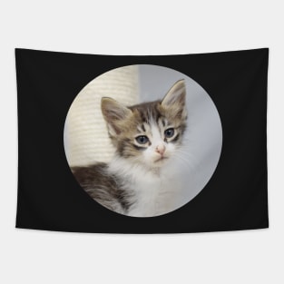 shelter kitten Tapestry