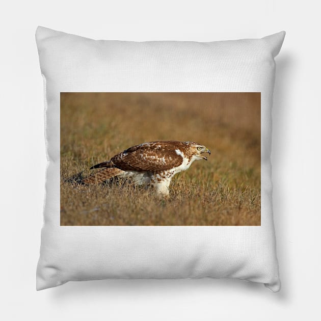 Red-tailed Hawk - juvenile Pillow by Jim Cumming