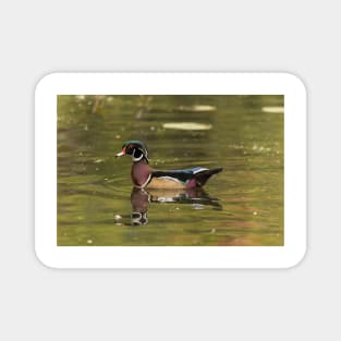 Male Wood Duck - Mud Lake Magnet