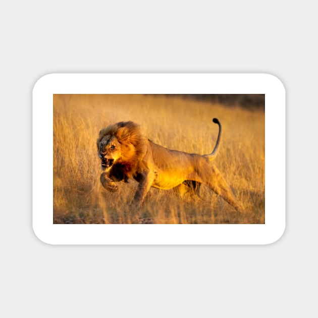 Aggressive young lion charging Magnet by GrahamPrentice
