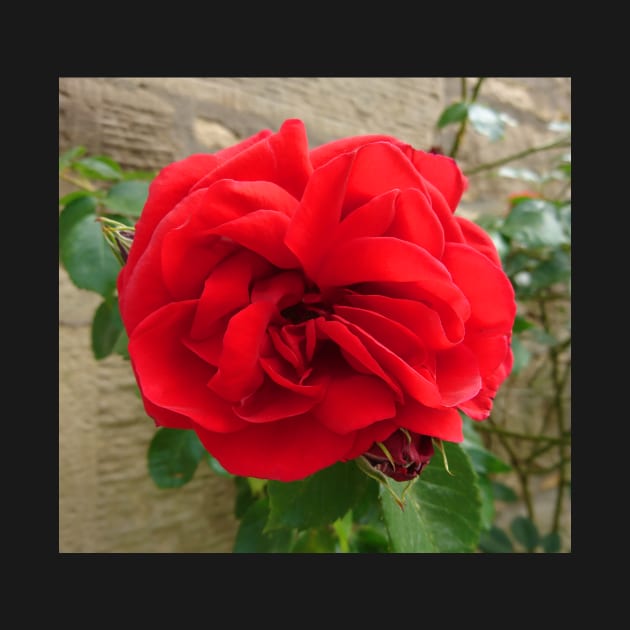 Red rose close up by bettyretro