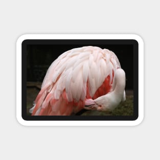 Greater Flamingo Preening #2 Magnet