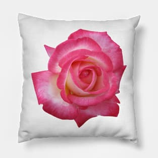 Pink rose Pillow