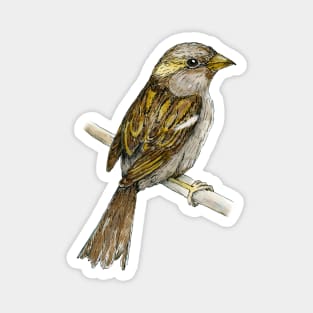House sparrow colored ink drawing Magnet