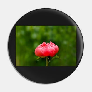 Peach peony flower Pin