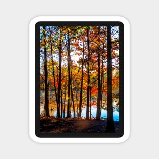 Colorful Contrasted Trees Magnet
