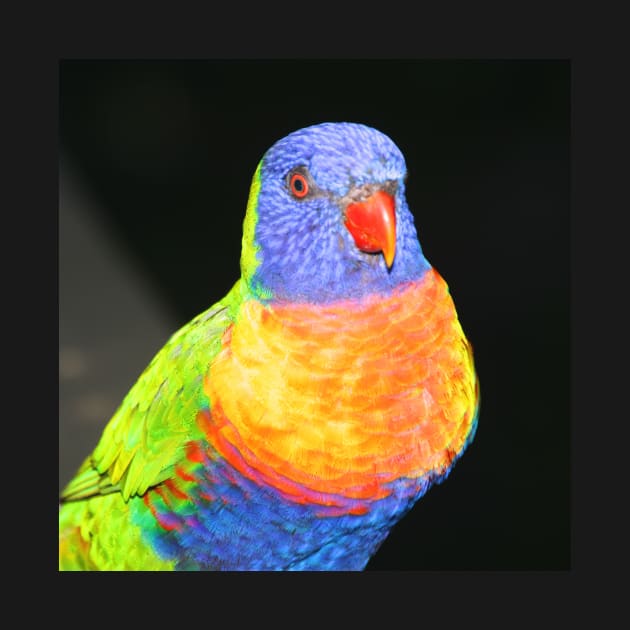 Rainbow Lorikeet Portrait #2 by Carole-Anne