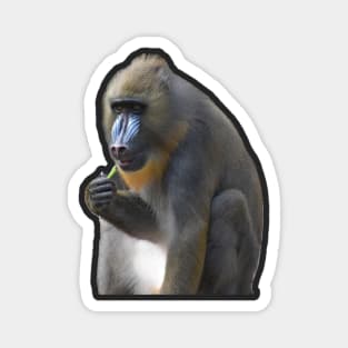 Mandrill Magnet