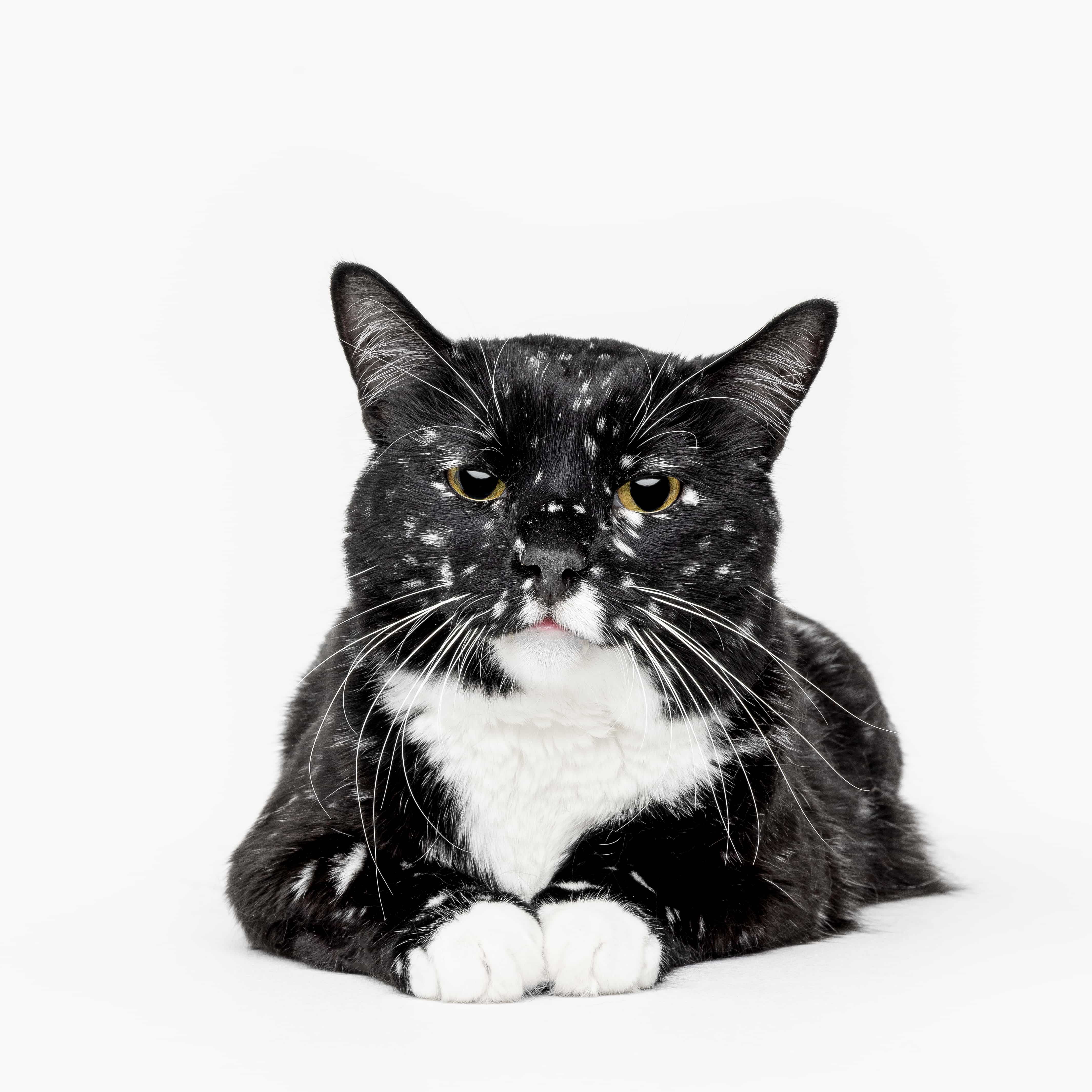 Gatsby Galaxy Kitty profile image