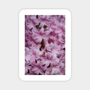 Hyacinth Magnet