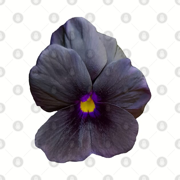 Black Viola Flower Photo by ellenhenryart