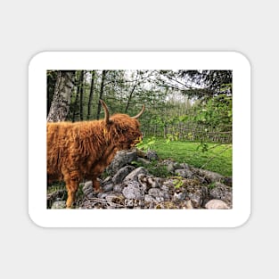 Scottish Highland Cattle Cow 2402 Magnet