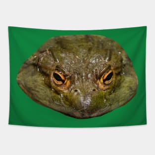 Eyes of a Cane Toad Tapestry