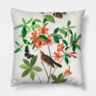 Brown headed Worm eating Warbler from Birds of America (1827) Pillow