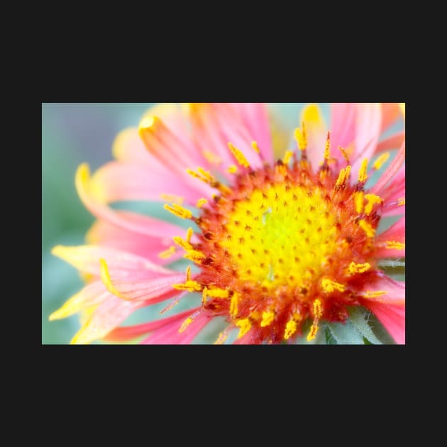 Firewheel (Gaillardia pulchella) (B760/1741) by SciencePhoto