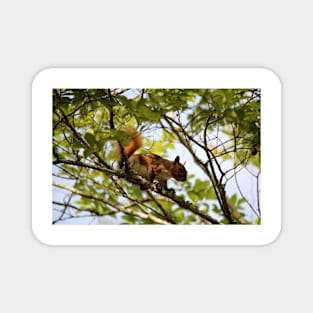 American Red Squirrel Magnet