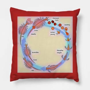 Life Cycle of Brine Shrimp Pillow