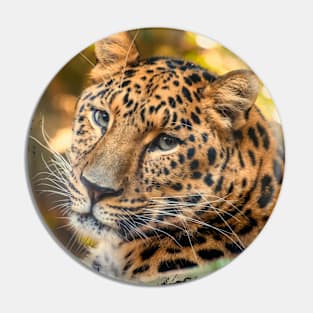 Amur Leopard portrait photography Pin