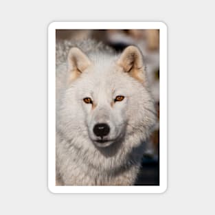 Arctic Wolf Magnet