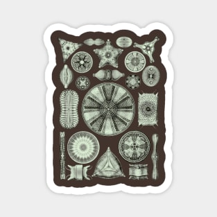 Ernst Haeckel Diatoms Olive Green Magnet