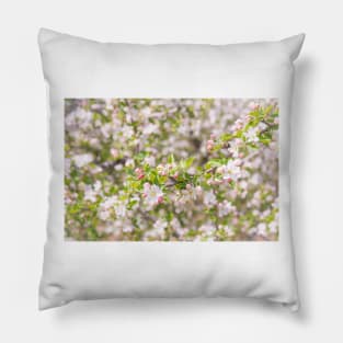 Pastel Pink Springtime Orchard Apple Blossoms in Naramata Pillow