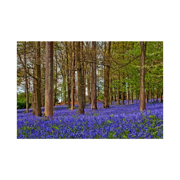 Bluebell Woods Greys Court Oxfordshire UK by AndyEvansPhotos