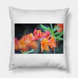 Pink And Peach Wild Azaleas Pillow