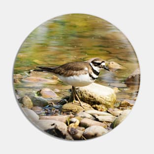 Killdeer Exploring On Some Rocks Pin