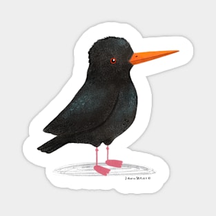 African Oystercatcher Bird Magnet