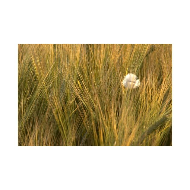 A feather amongst the summer barley in a Norfolk field, UK by richflintphoto