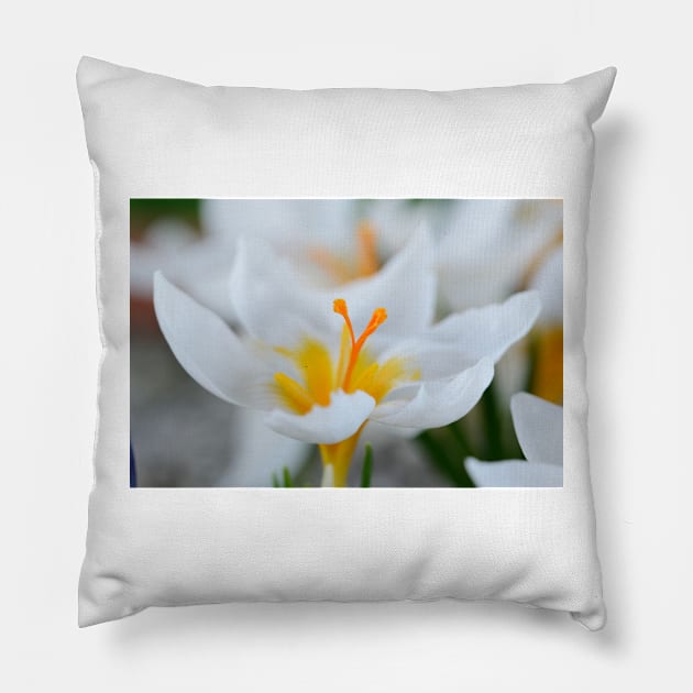 Crocus sieberi  &#39;Bowles&#39;s White&#39; Pillow by chrisburrows