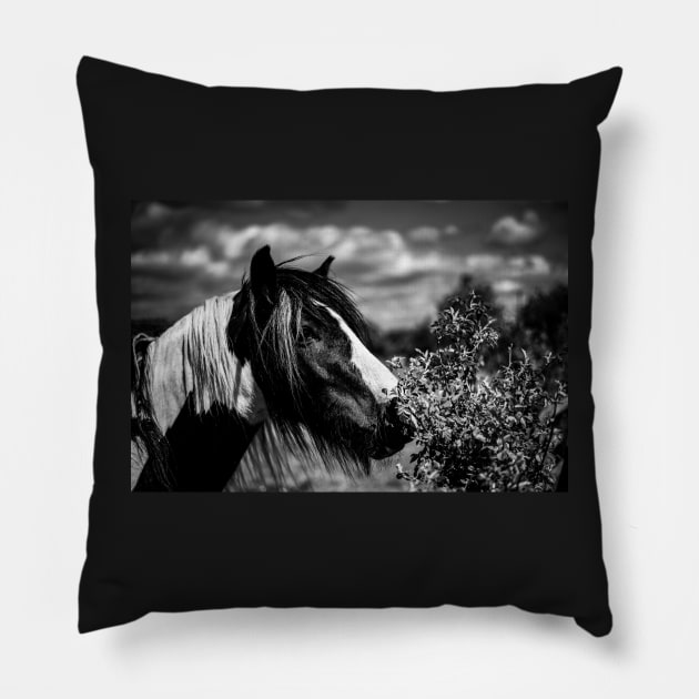 Black And White Horse Pillow by axp7884