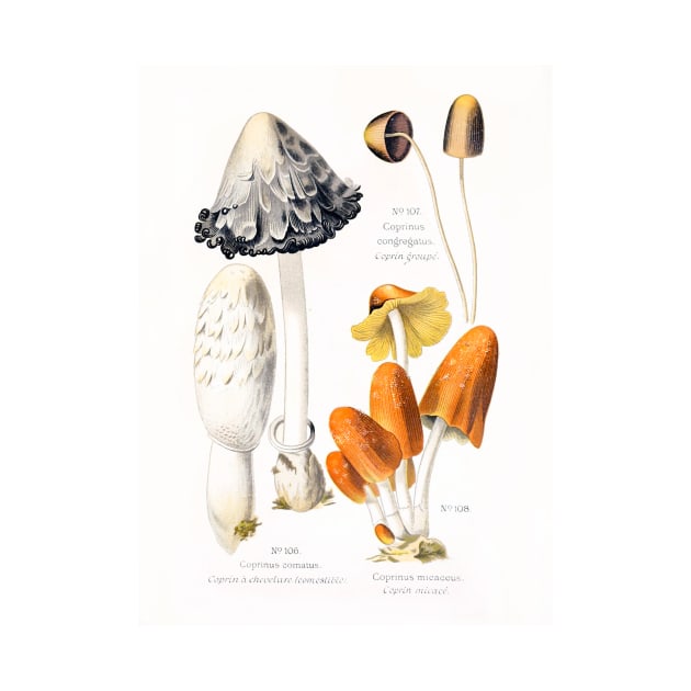 Mushroom species by WAITE-SMITH VINTAGE ART