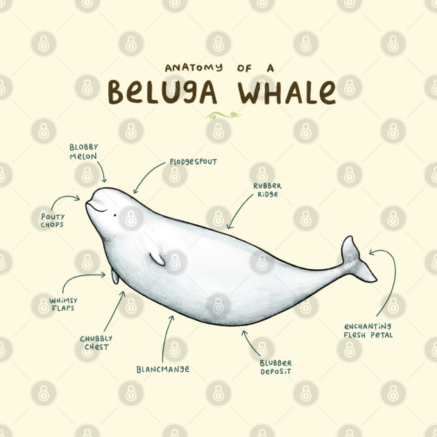 Anatomy of a Beluga Whale by Sophie Corrigan